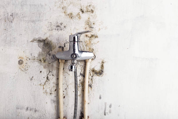 Best Emergency Mold Removal  in Miami Gardens, FL