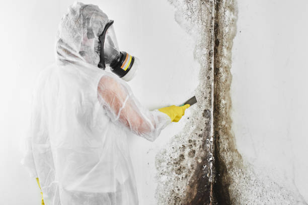 Best Residential Mold Removal  in Miami Gardens, FL