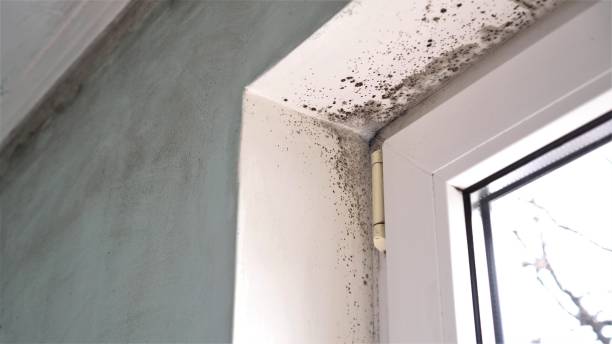 Best Affordable Mold Removal  in Miami Gardens, FL