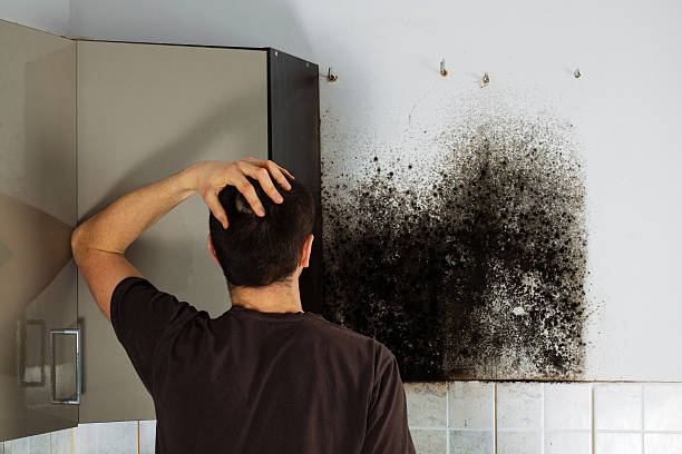 Best Mold Removal Specialists  in Miami Gardens, FL