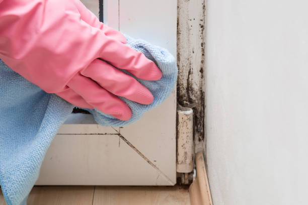 Home Mold Removal in Miami Gardens, FL