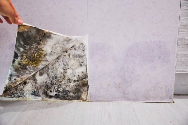 Best Residential Mold Removal  in Miami Gardens, FL